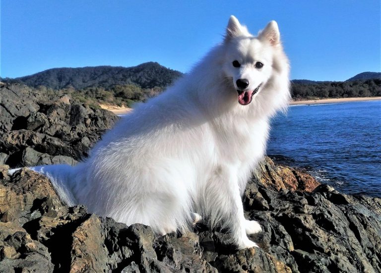 Double Coated Dog Breeds Double Coated Dogs