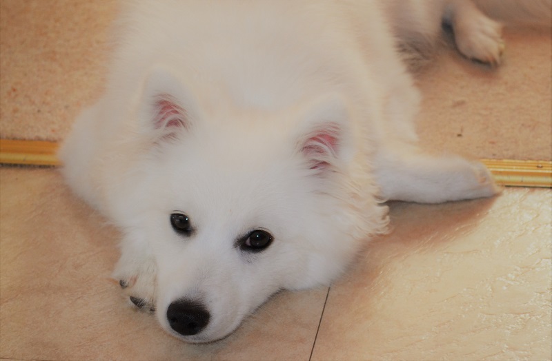 Our Japanese Spitz