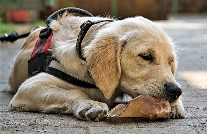 Dog Food Preservatives and Additives
