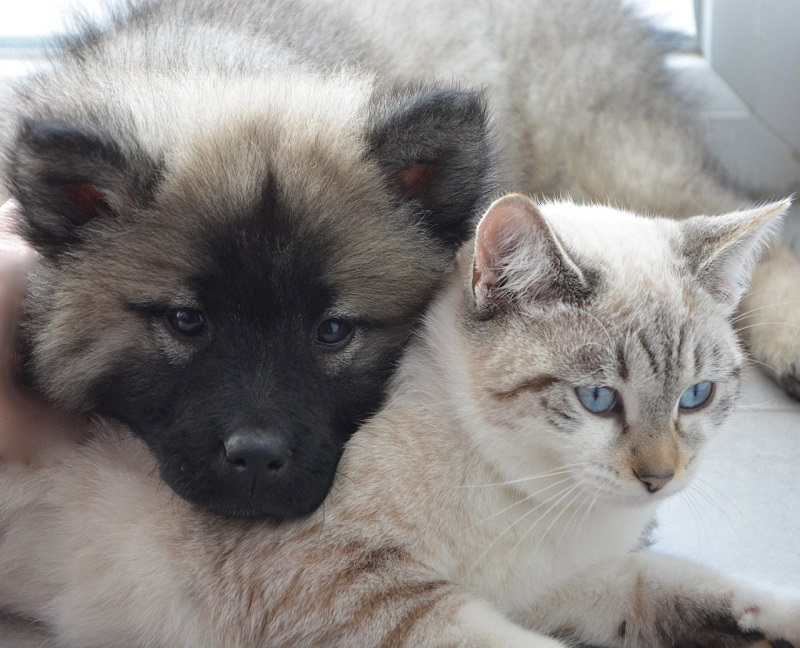 Dog & Kitten