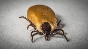 Paralysis Tick Prevention For Dogs